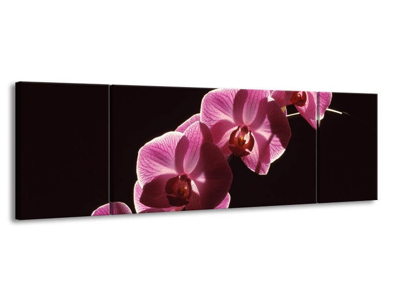 Canvas schilderij Orchidee | Paars, Wit, Zwart | 170x50cm 3Luik