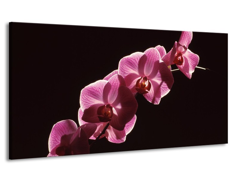 Canvas schilderij Orchidee | Paars, Wit, Zwart | 170x90cm 1Luik