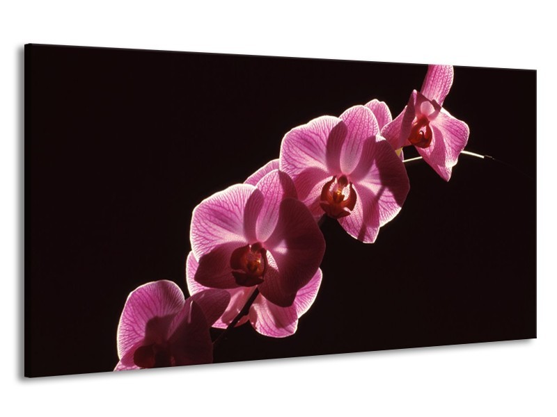 Canvas schilderij Orchidee | Paars, Wit, Zwart | 190x100cm 1Luik