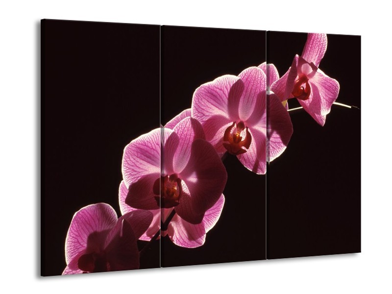 Glas schilderij Orchidee | Paars, Wit, Zwart | 90x60cm 3Luik