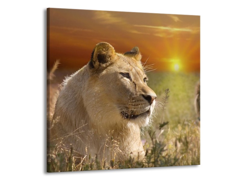Canvas schilderij Leeuw | Geel, Oranje, Crème | 50x50cm 1Luik