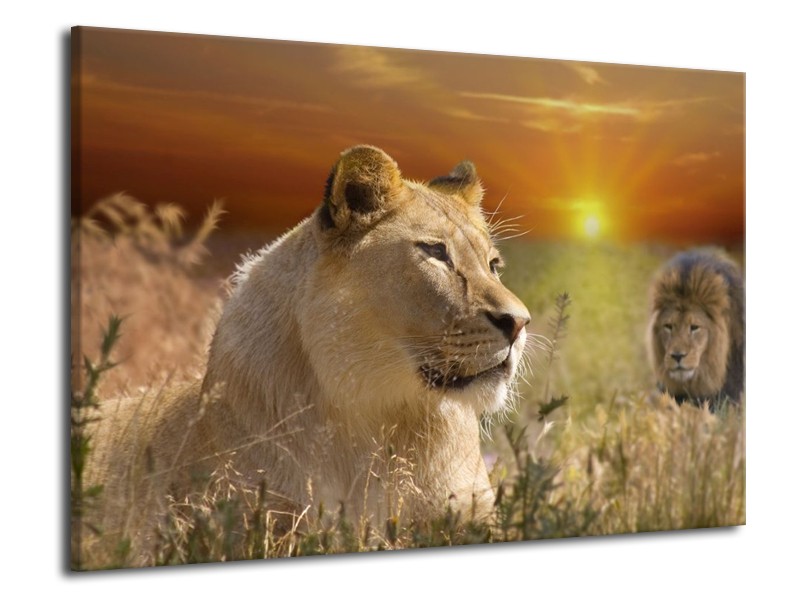 Canvas schilderij Leeuw | Geel, Oranje, Crème | 70x50cm 1Luik