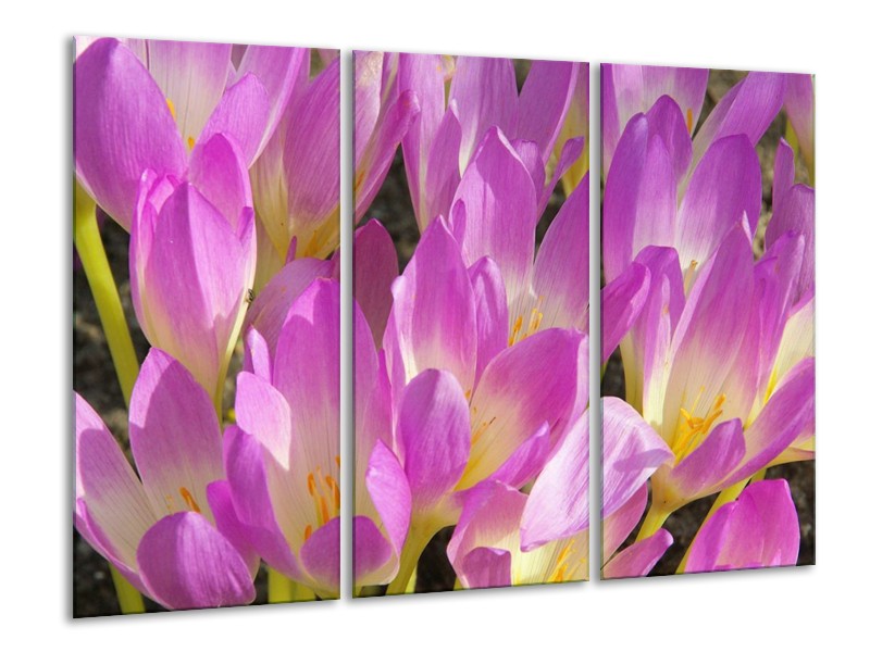 Canvas schilderij Bloem | Paars, Wit, Geel | 120x80cm 3Luik