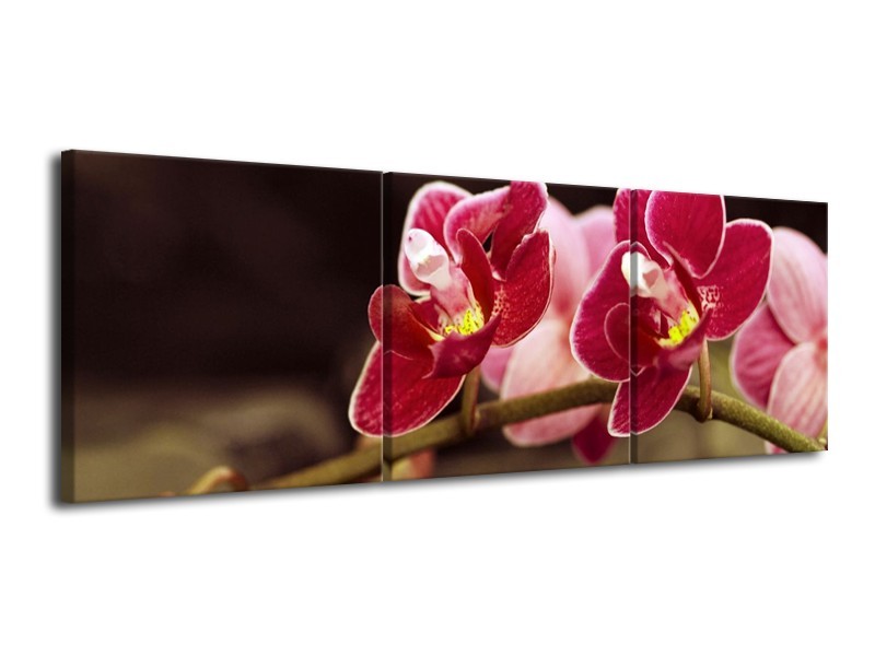 Glas schilderij Orchidee | Zwart, Rood | 120x40cm 3Luik