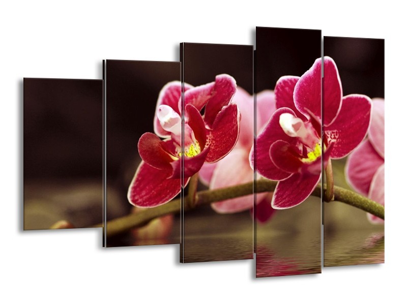 Canvas schilderij Orchidee | Zwart, Rood | 150x100cm 5Luik