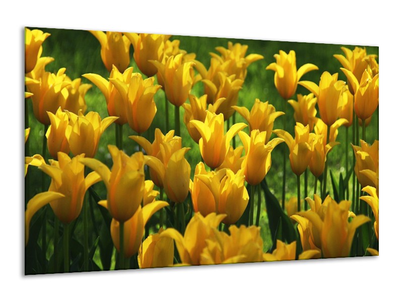 Canvas schilderij Tulpen | Geel, Groen | 120x70cm 1Luik