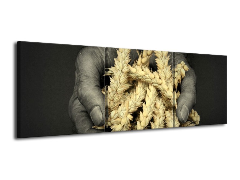 Canvas schilderij Graan | Geel, Grijs, Zwart | 120x40cm 3Luik
