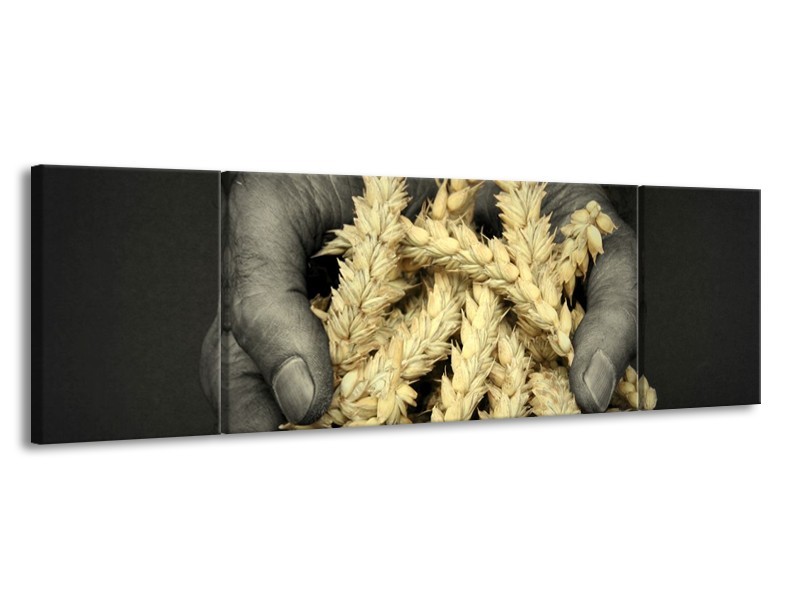 Canvas schilderij Graan | Geel, Grijs, Zwart | 170x50cm 3Luik