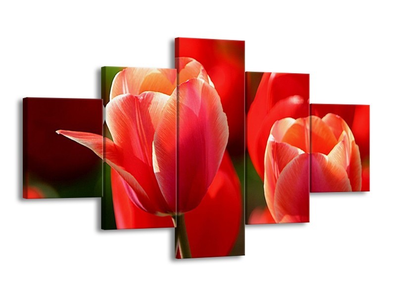 Canvas schilderij Tulpen | Rood, Wit, Zwart | 125x70cm 5Luik