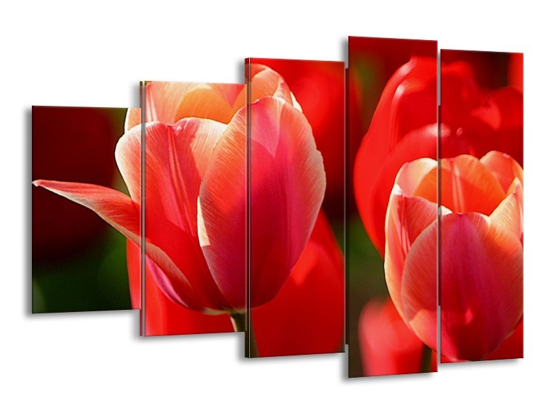 Canvas schilderij Tulpen | Rood, Wit, Zwart | 150x100cm 5Luik