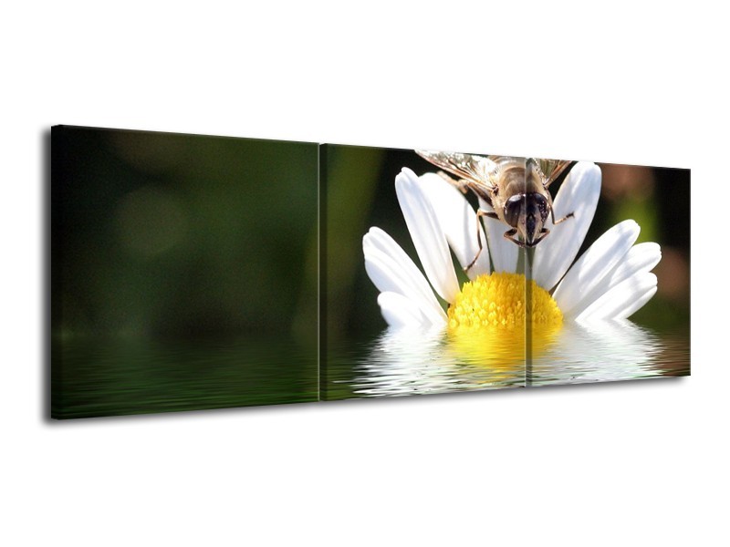 Canvas schilderij Natuur | Geel, Wit, Grijs | 120x40cm 3Luik