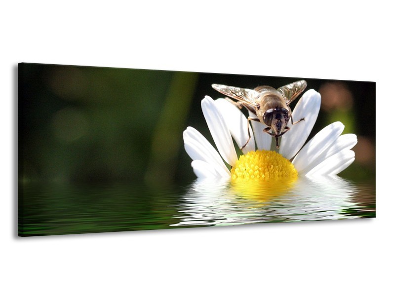 Canvas schilderij Natuur | Geel, Wit, Grijs | 145x58cm 1Luik