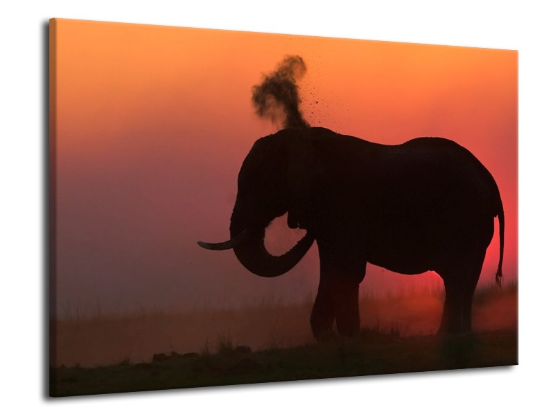 Canvas schilderij Olifant | Rood, Zwart, Bruin | 70x50cm 1Luik