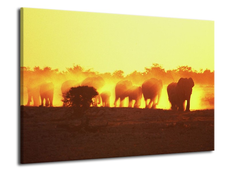 Canvas schilderij Olifant | Geel, Oranje, Bruin | 70x50cm 1Luik