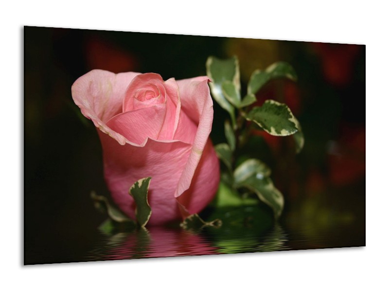 Canvas schilderij Roos | Rood, Groen, Zwart | 120x70cm 1Luik