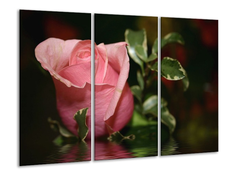 Canvas schilderij Roos | Rood, Groen, Zwart | 120x80cm 3Luik