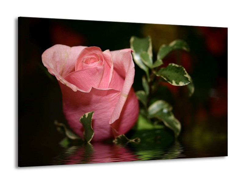 Canvas schilderij Roos | Rood, Groen, Zwart | 140x90cm 1Luik