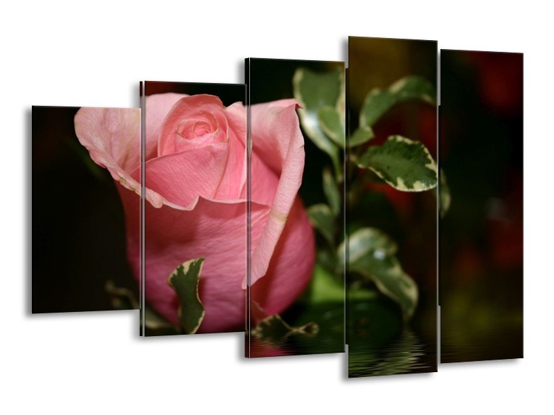 Canvas schilderij Roos | Rood, Groen, Zwart | 150x100cm 5Luik