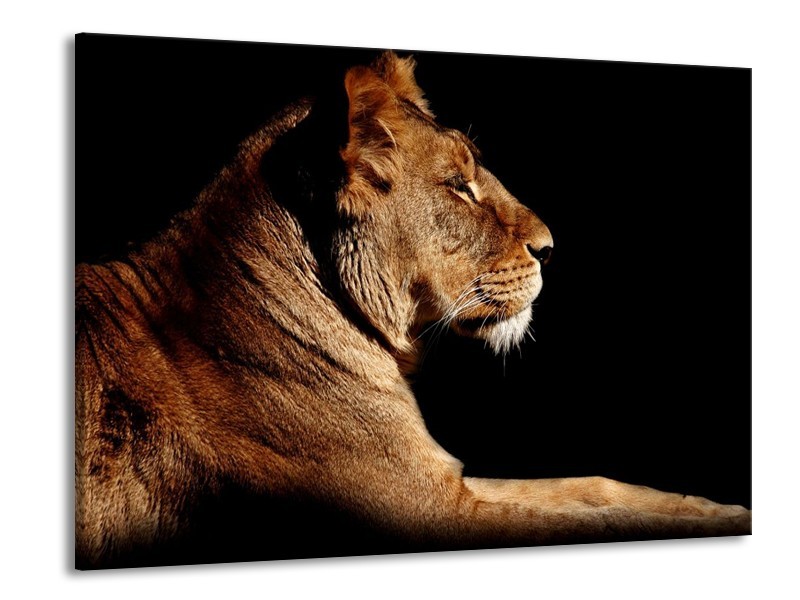 Canvas schilderij Leeuw | Bruin, Zwart | 100x70cm 1Luik