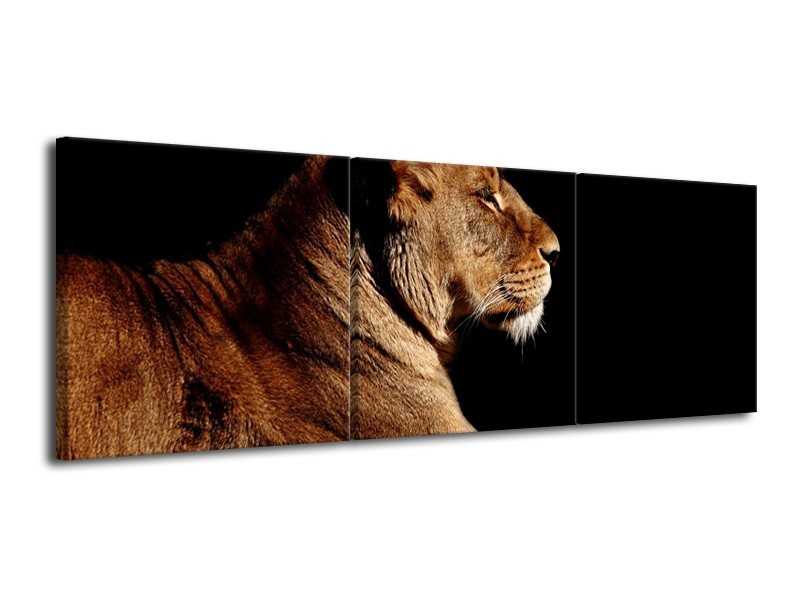 Canvas schilderij Leeuw | Bruin, Zwart | 120x40cm 3Luik