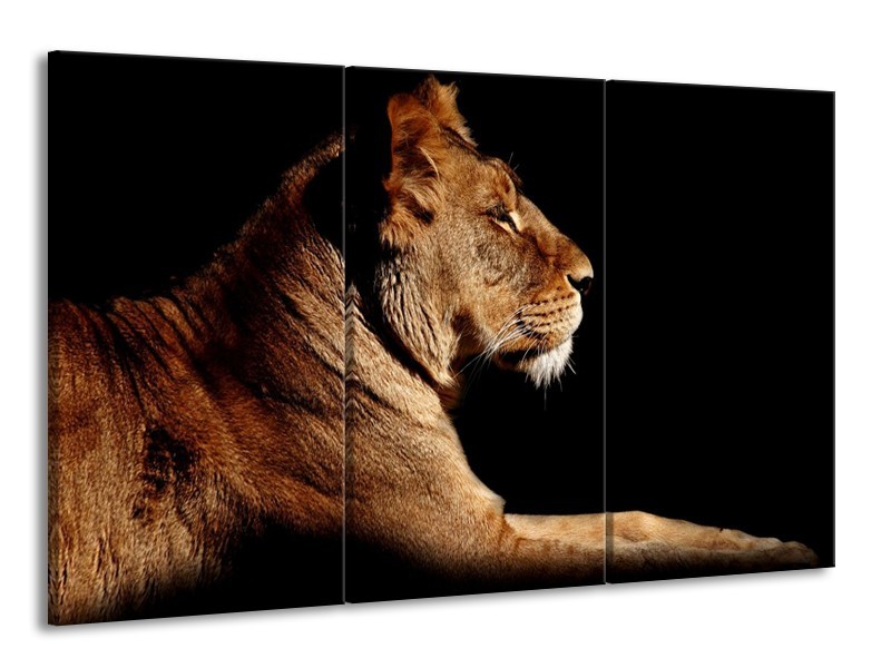 Canvas schilderij Leeuw | Bruin, Zwart | 165x100cm 3Luik