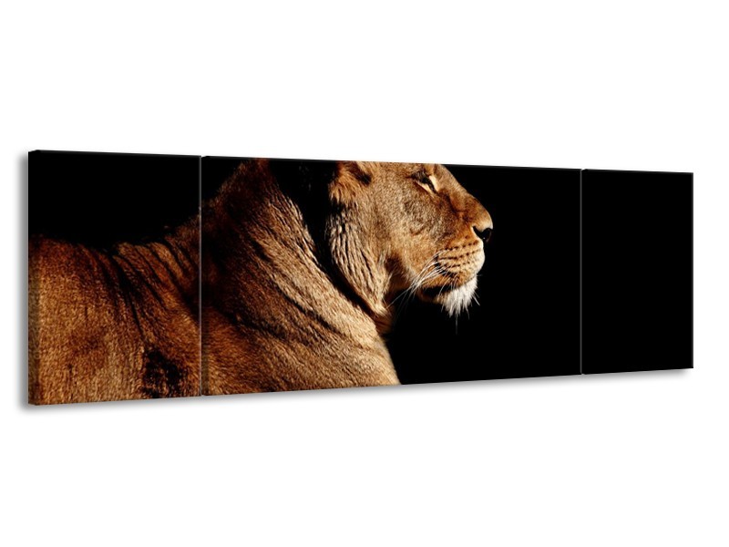 Canvas schilderij Leeuw | Bruin, Zwart | 170x50cm 3Luik