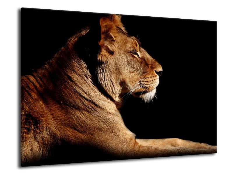 Canvas schilderij Leeuw | Bruin, Zwart | 70x50cm 1Luik