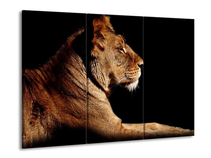 Canvas schilderij Leeuw | Bruin, Zwart | 90x60cm 3Luik