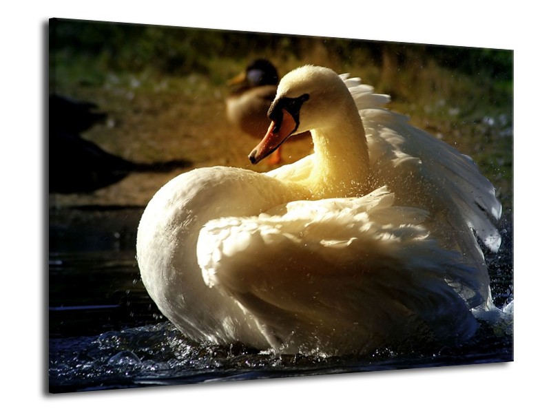 Canvas schilderij Zwaan | Wit, Geel, Grijs | 70x50cm 1Luik