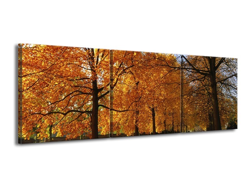 Glas schilderij Bomen | Geel, Oranje | 150x50cm 3Luik