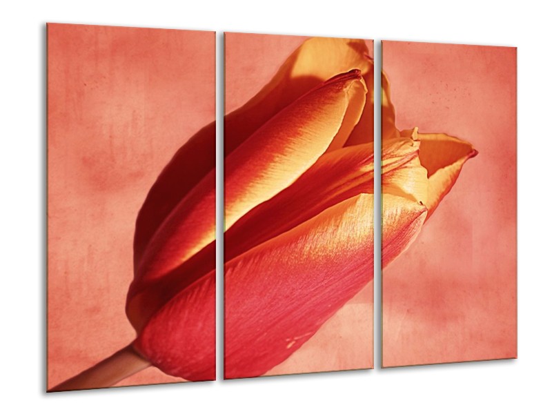 Canvas schilderij Tulp | Rood, Oranje, Geel | 120x80cm 3Luik