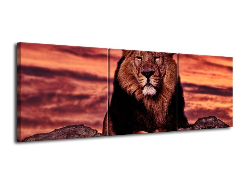 Canvas schilderij Leeuw | Paars, Bruin, Zwart | 120x40cm 3Luik