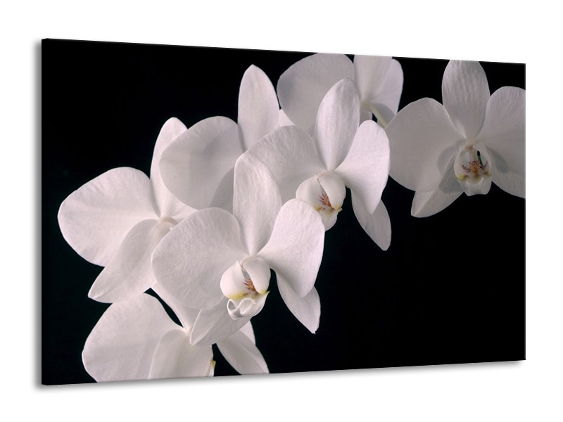 Canvas schilderij Orchidee | Wit, Zwart | 140x90cm 1Luik