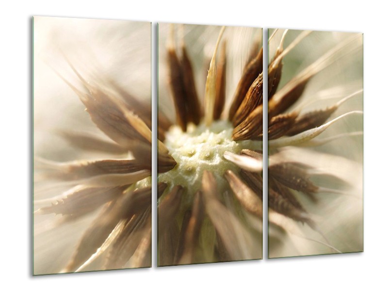 Canvas schilderij Bloem | Bruin, Wit, Grijs | 120x80cm 3Luik