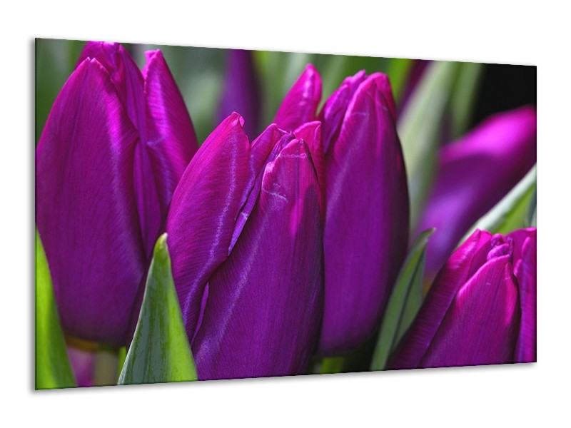 Canvas schilderij Tulp | Paars, Groen | 120x70cm 1Luik