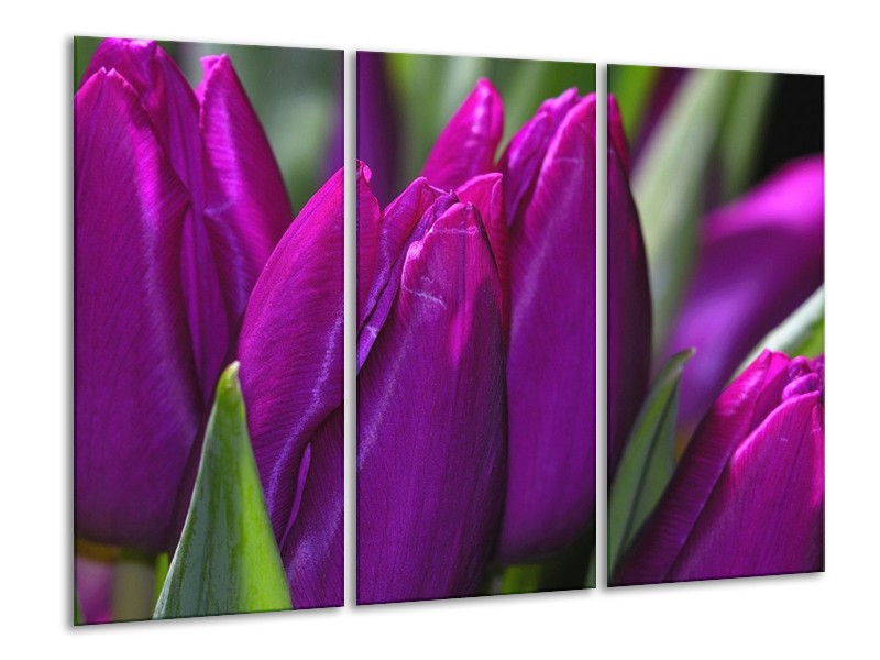 Canvas schilderij Tulp | Paars, Groen | 120x80cm 3Luik