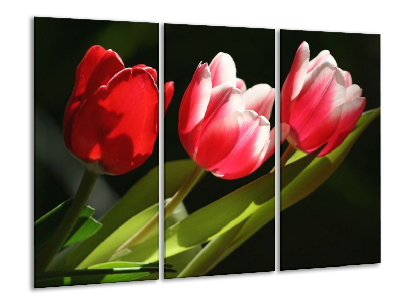 Canvas schilderij Tulpen | Rood, Wit, Groen | 120x80cm 3Luik