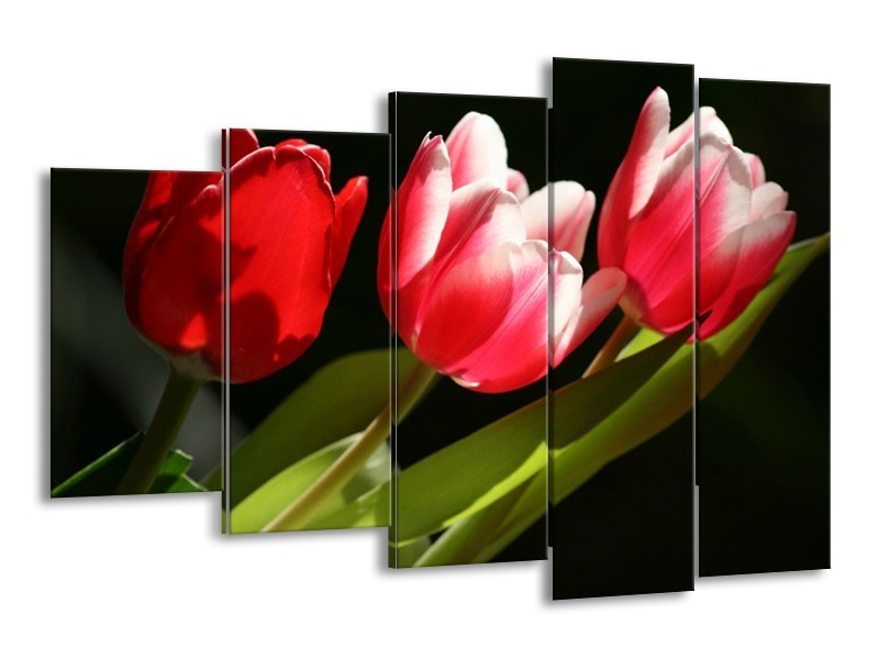Canvas schilderij Tulpen | Rood, Wit, Groen | 150x100cm 5Luik