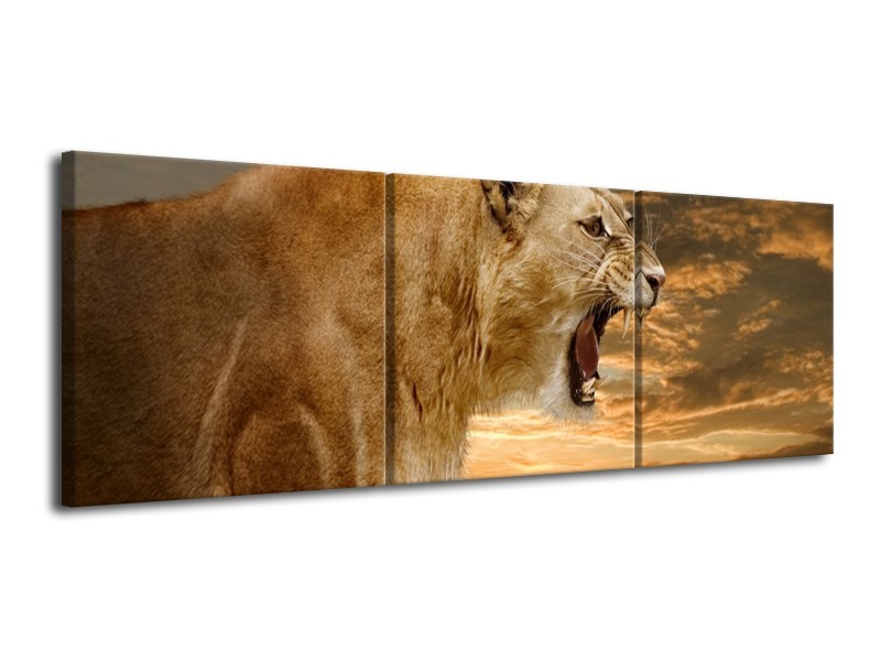 Canvas schilderij Leeuw | Crème, Bruin, Wit | 120x40cm 3Luik