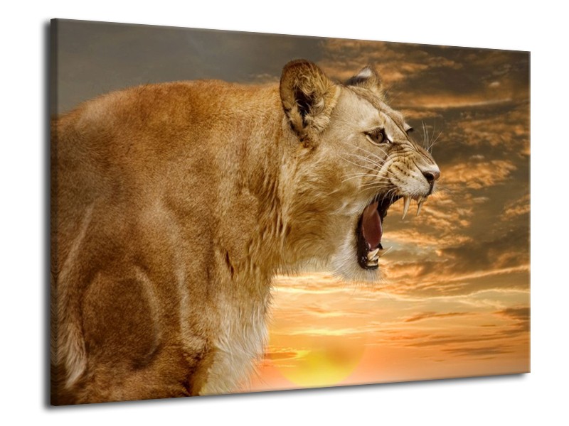 Canvas schilderij Leeuw | Crème, Bruin, Wit | 70x50cm 1Luik