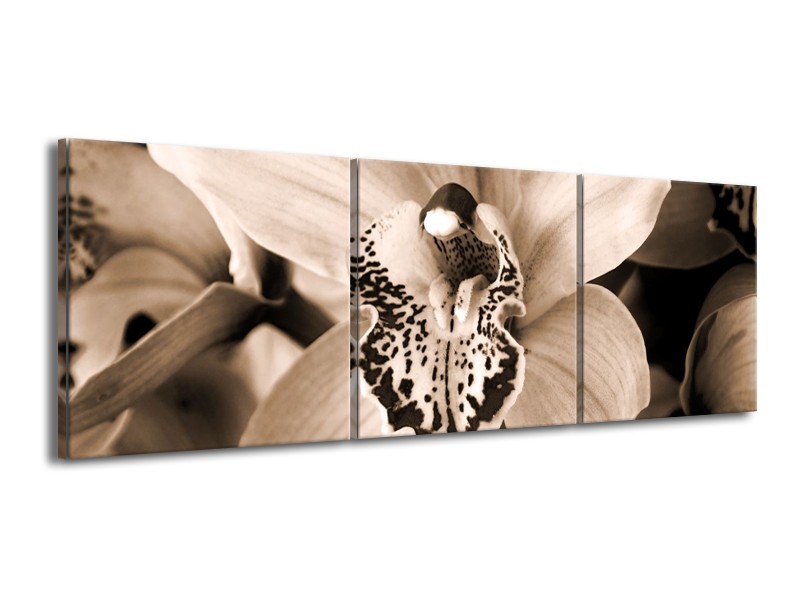 Canvas schilderij Orchidee | Sepia, Bruin | 150x50cm 3Luik
