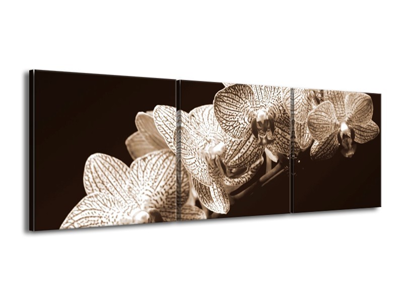 Canvas schilderij Orchidee | Sepia, Bruin | 150x50cm 3Luik