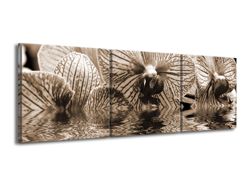 Canvas schilderij Orchidee | Sepia, Bruin | 150x50cm 3Luik
