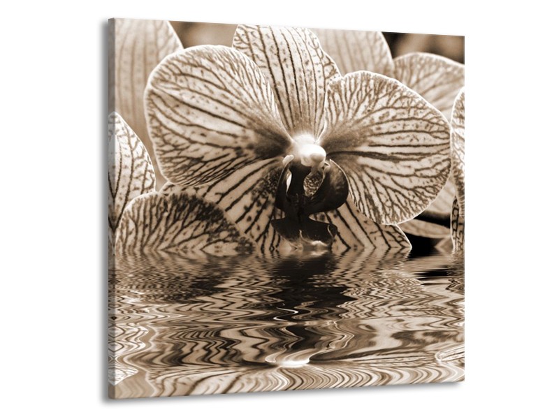 Canvas schilderij Orchidee | Sepia, Bruin | 50x50cm 1Luik