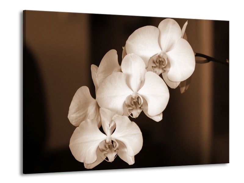 Canvas schilderij Orchidee | Sepia, Bruin | 100x70cm 1Luik