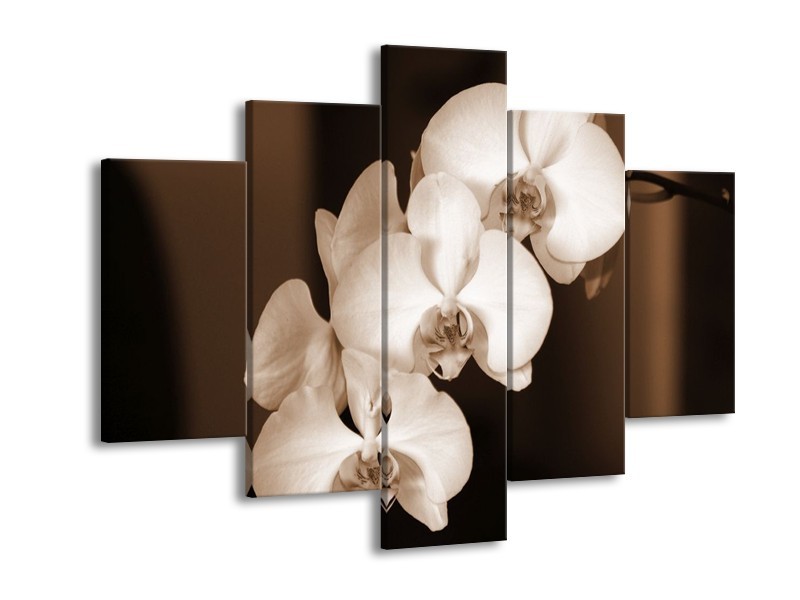 Canvas schilderij Orchidee | Sepia, Bruin | 150x105cm 5Luik