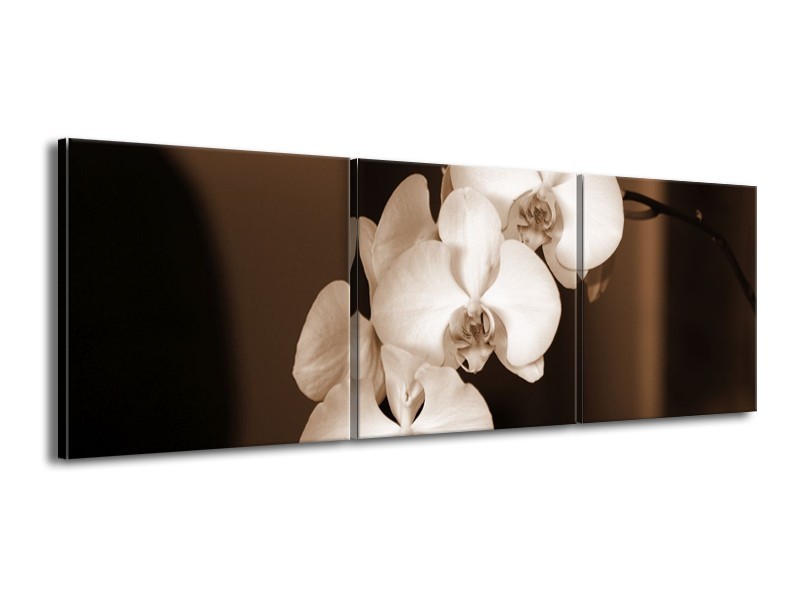 Glas schilderij Orchidee | Sepia, Bruin | 150x50cm 3Luik