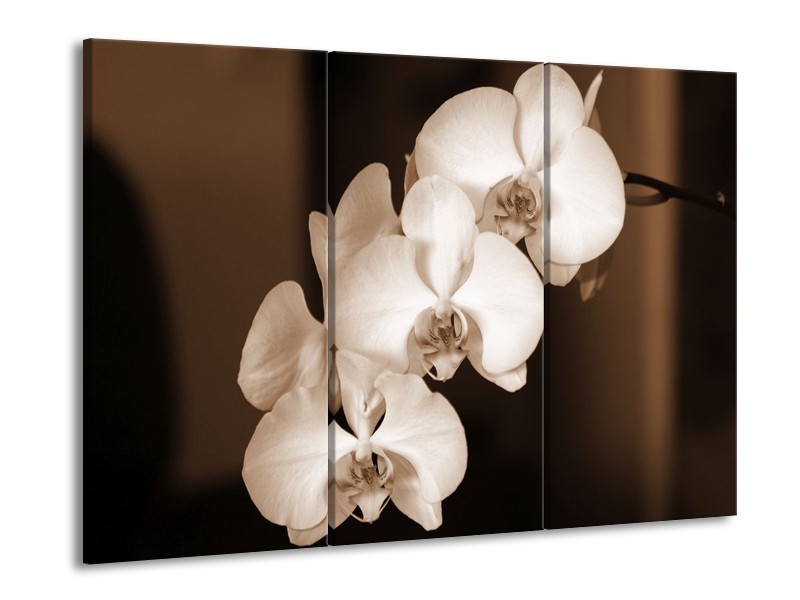 Canvas schilderij Orchidee | Sepia, Bruin | 90x60cm 3Luik
