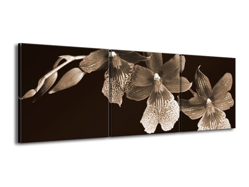 Canvas schilderij Bloem | Sepia, Bruin | 150x50cm 3Luik