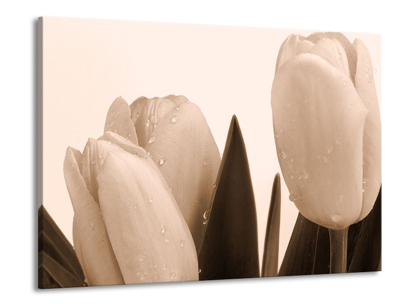 Glas schilderij Tulpen | Sepia, Bruin | 100x70cm 1Luik